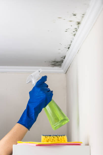 Best Mold Damage Repair  in Lake Park, FL